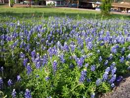 Bluebonnets